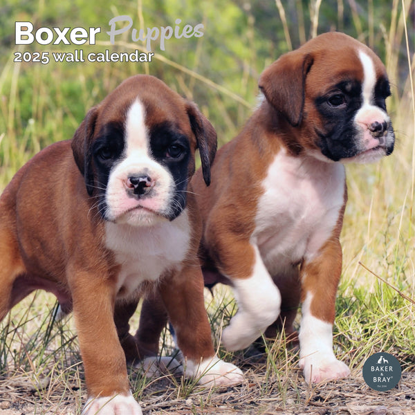 Boxer Puppies Calendar 2025