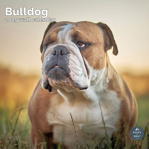 Bulldog Calendar 2025