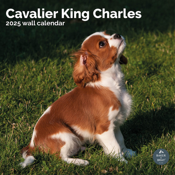 Cavalier King Charles Spaniel Calendar 2025