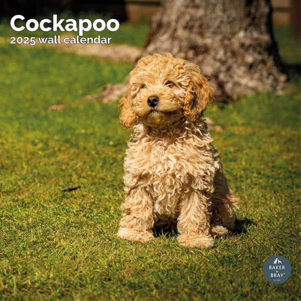 Cockapoo Calendar 2025