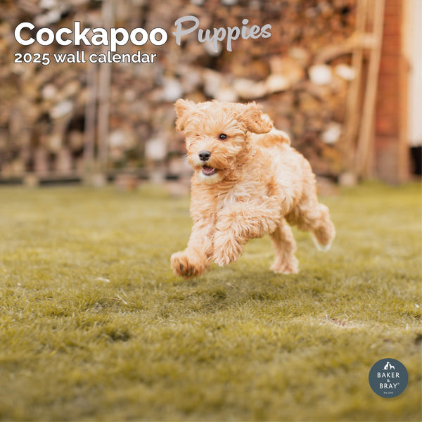 Cockapoo Puppies Calendar 2025