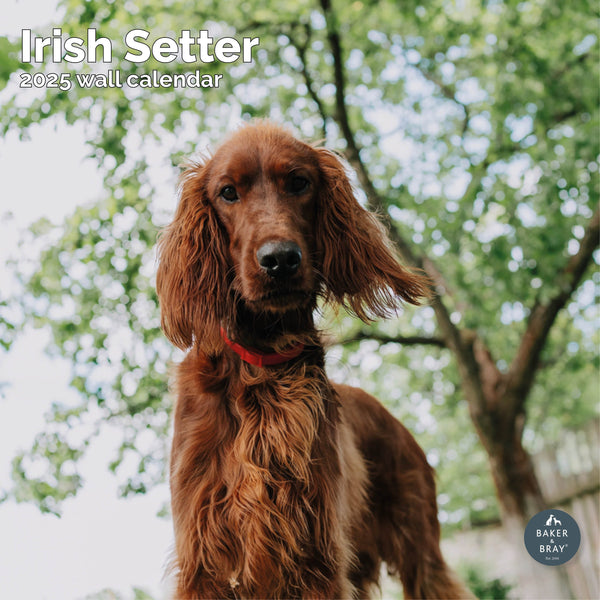 Irish Setter Calendar 2025