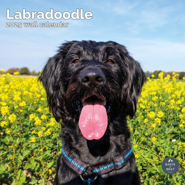 Labradoodle Calendar 2025