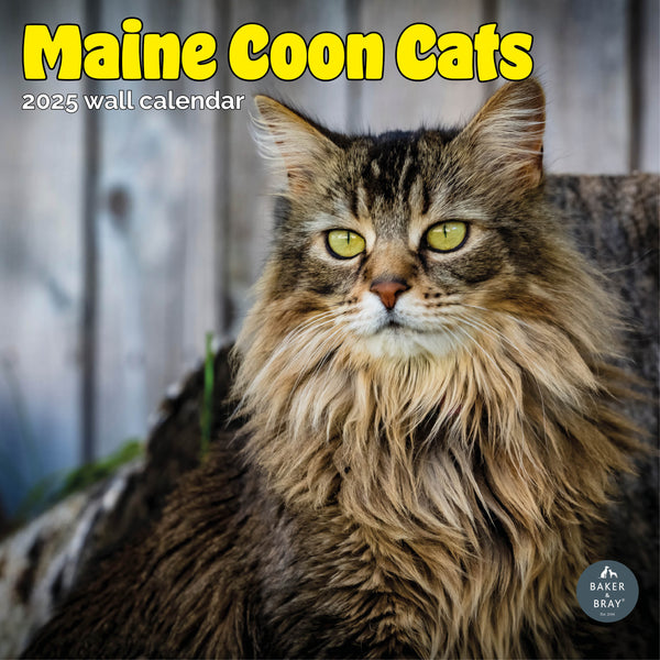 Maine Coon Cats Calendar 2025