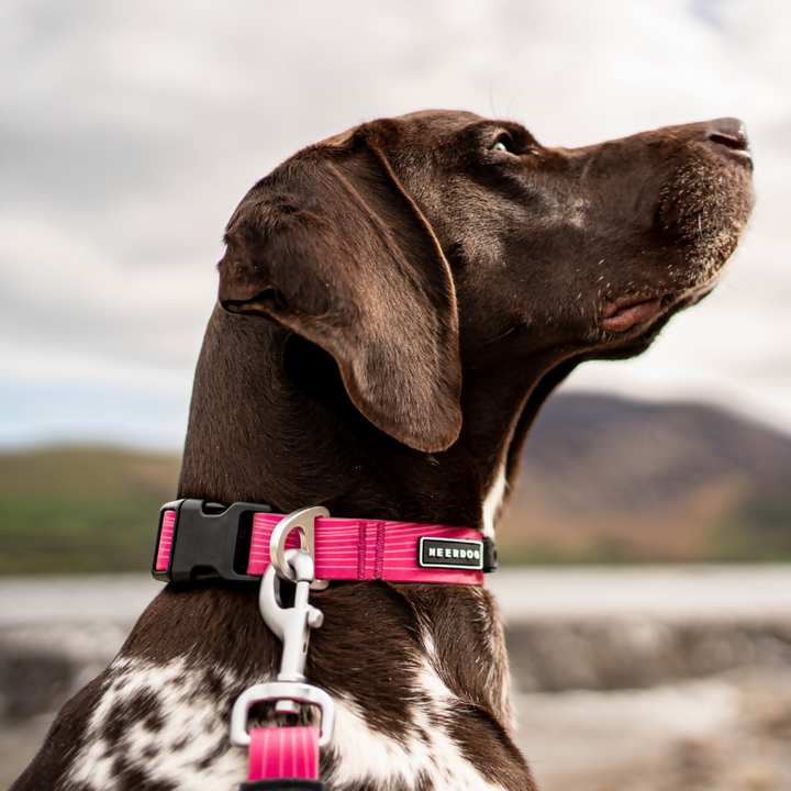 Neerdog Collar Large Pink