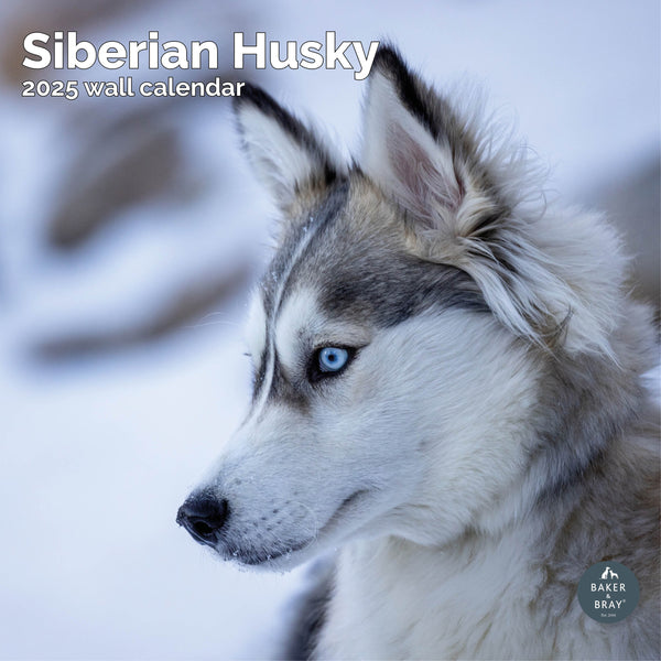 Siberian Husky Calendar 2025