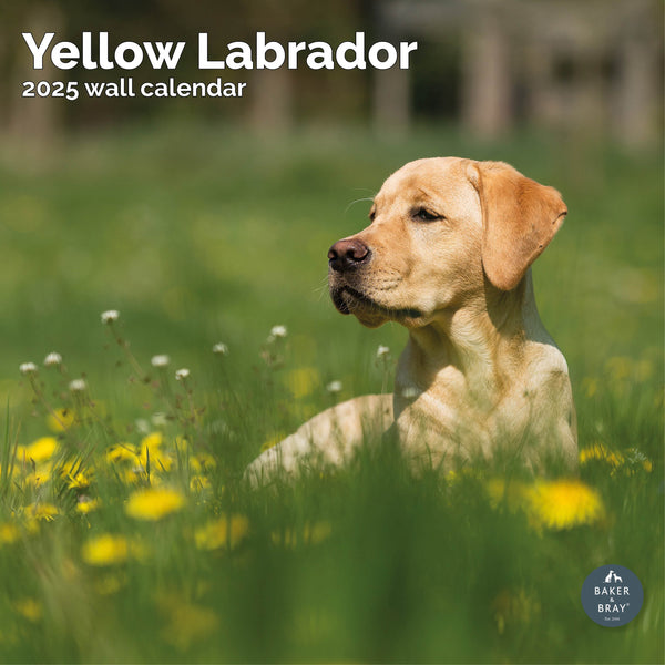 Yellow Labrador Calendar 2025