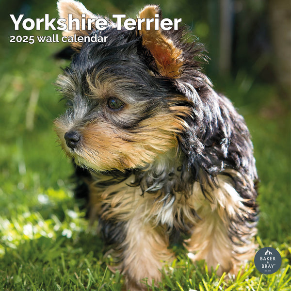 Yorkshire Terrier Calendar 2025